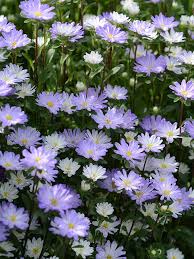 Aster Serenade blue tipped white 200 seemet