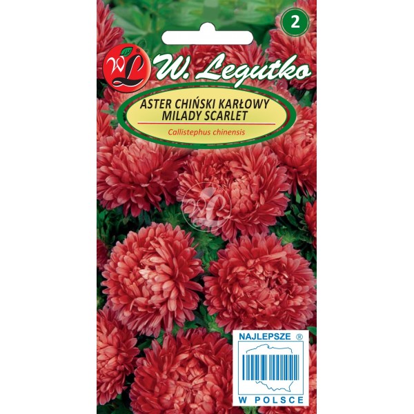 Aster Milady Red 1g