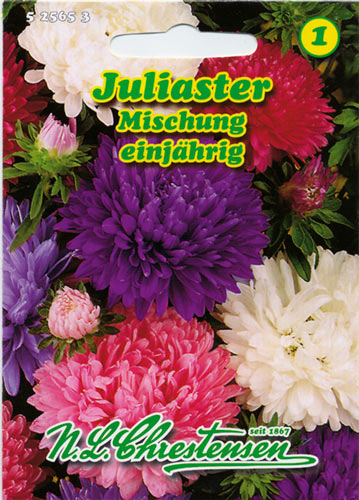 Aster Juliaster segu