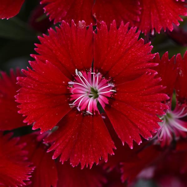 Habenelk Floral Lace Red 100 seemet pillitud