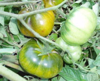 Tomat Hiiumaa Roheline 10s