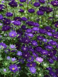 Aster Serenade deep blue 200 seemet