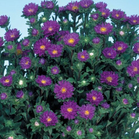 Aster Serenade deep blue 200 seemet