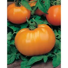 Tomat Orange Queen 5 g