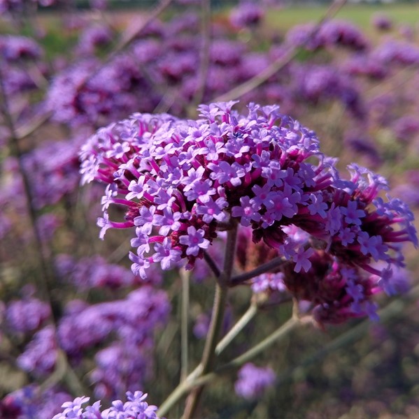 Argentiina raudürt Purple Haze 100 seemet