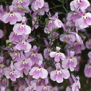 Ripp-lobeelia fountain lilac 200 seemet