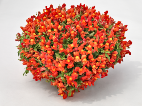 Ripp-lõvilõug F1 Candy Showers orange 50 seemet