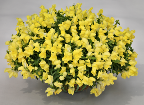 Ripp-lõvilõug F1 Candy Showers yellow 50 seemet
