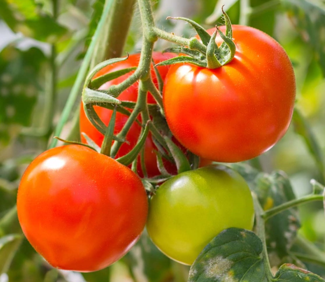 Tomat Koit 5 g