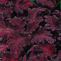 Колеус Black dragon 50 семян