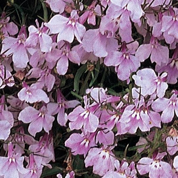 Лобелия ампельная Regatta Lilac 200 семян