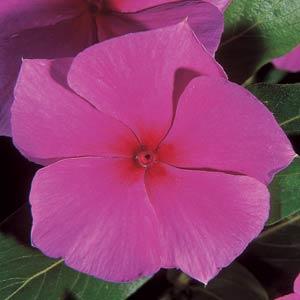 Катарантус розовый XP Standard lilac 100 семян