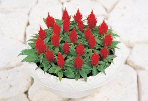 Kõrge mätashari Yukata red 100 seemet