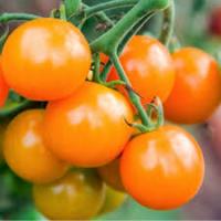 Tomat Golden Cherry 5 g