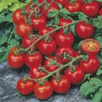 BIO Tomat Red Cherry 5g