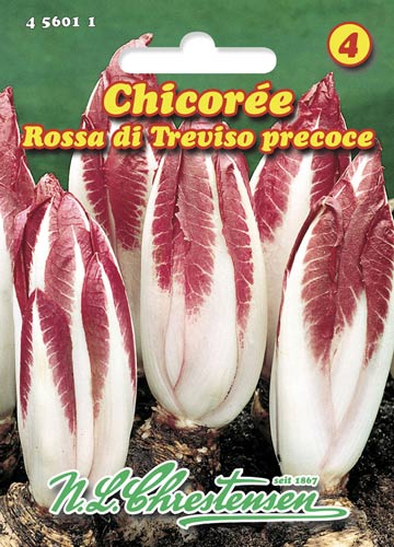 Салатный цикорий Rossa di Treviso