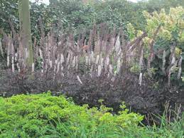 Liht-lurslill Black Negligee taim