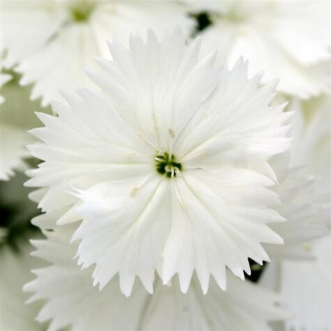 Habenelk Floral Lace White 100 seemet pillitud