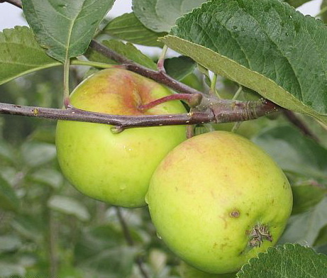 Õunapuu Liivi Kuldrenett C8