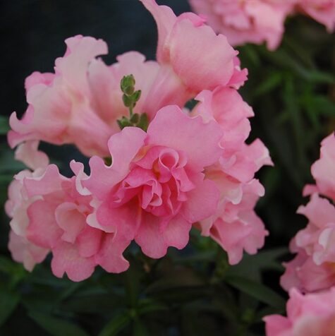 Lõvilõug Twinny Double Flowered Rose F1 100 seemet
