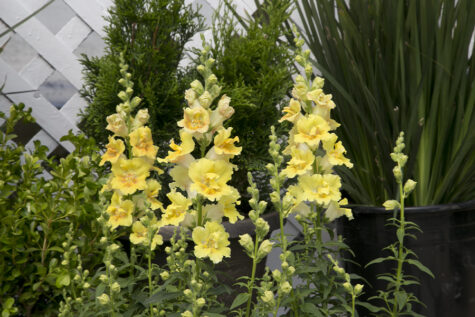 Lõvilõug Twinny Double Flowered Yellow Shades F1 100 seemet