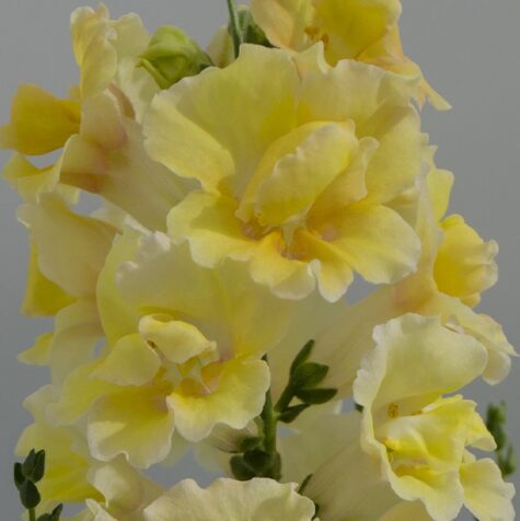 Lõvilõug Twinny Double Flowered Yellow Shades F1 100 seemet