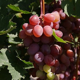 Viinamari Einset Seedless 1L