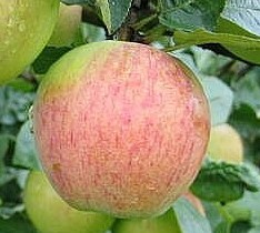 Õunapuu Tiina C8