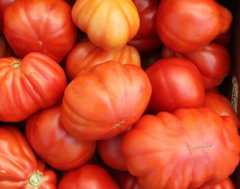 Tomat Cuor di Bue 10 s