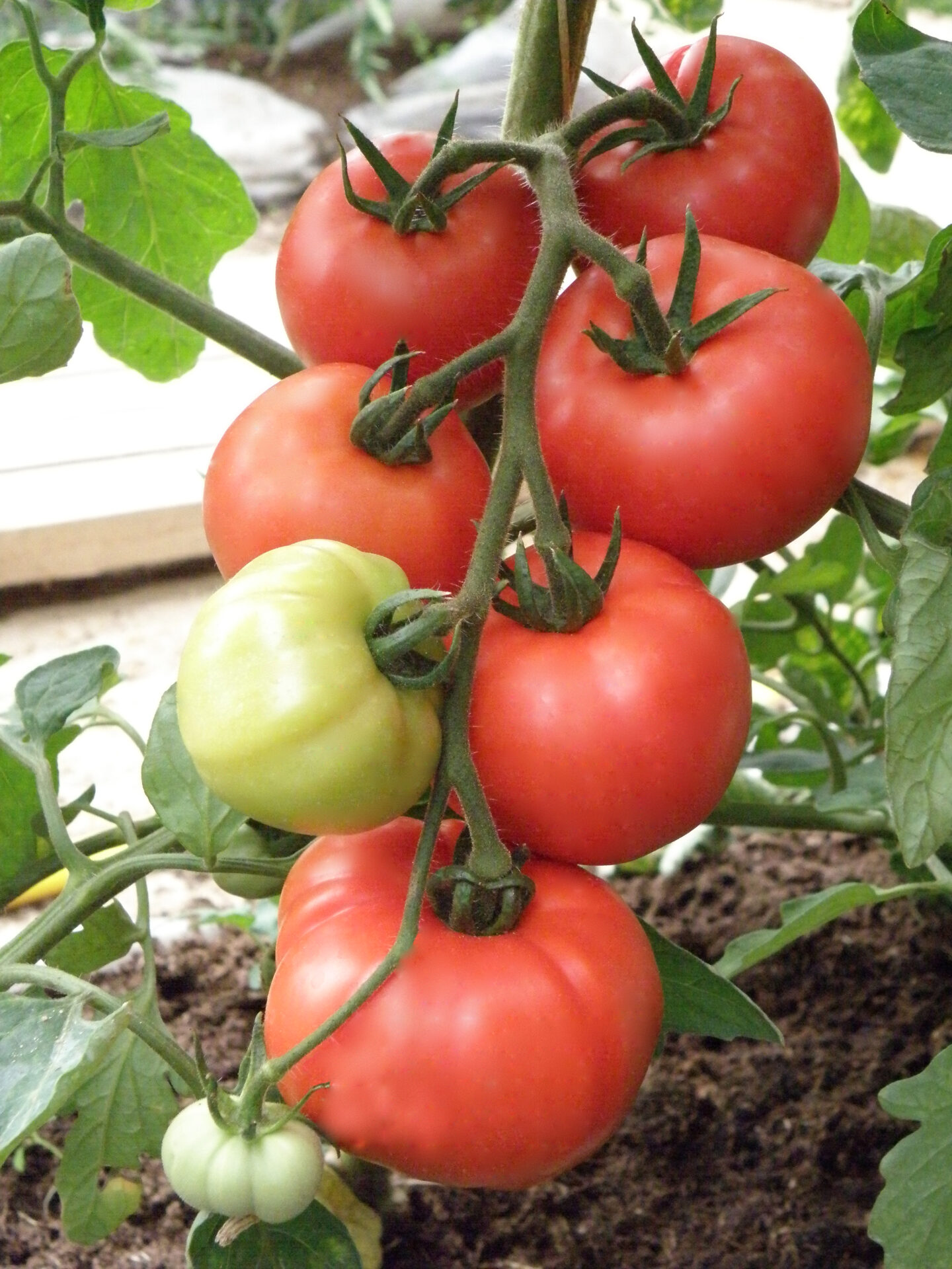 Tomat Erk 5g