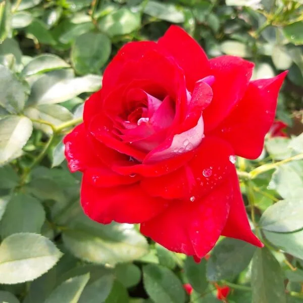 roos kronenburg