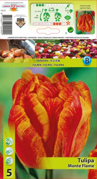 Tulp Monte Flame 5tk