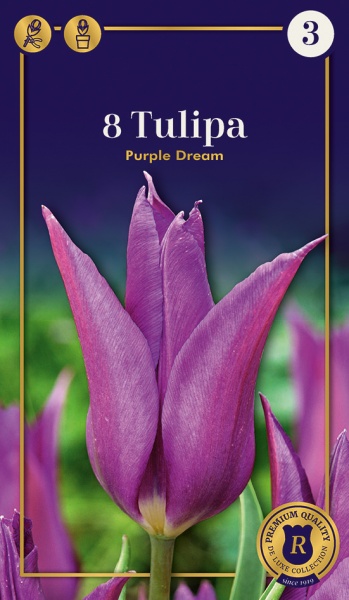 Tulp Purple Dream 8tk