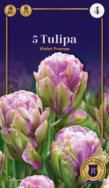 Tulp Violet Pranaa 5tk