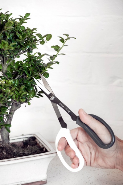 Aiakäärid bonsai vormilõikuseks