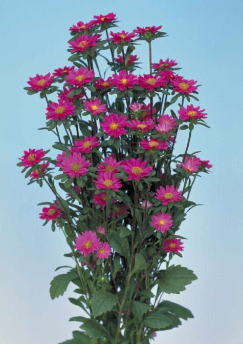 Aster Serenade Rose 200 seemet