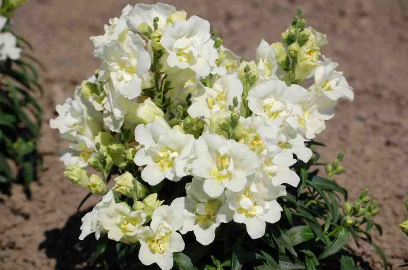 Lõvilõug Twinny Double Flowered White F1 100 seemet