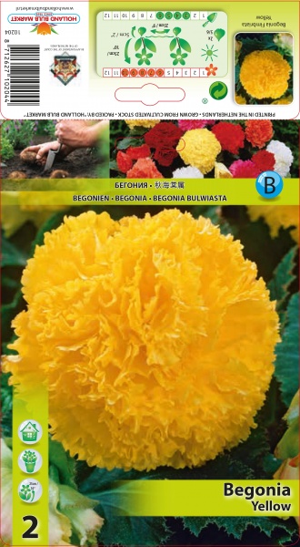 Begoonia Fimbriata Yellow 2 tk