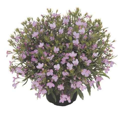 Lobeelia Lobelix Lilac 1tk