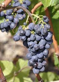 Viinamari Zilga 1L