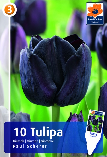 Tulp Paul Scherer 10tk