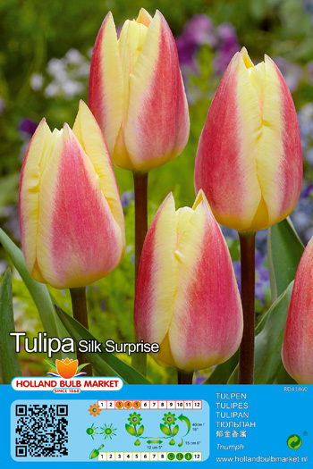 Tulp Silk Surprise 1tk