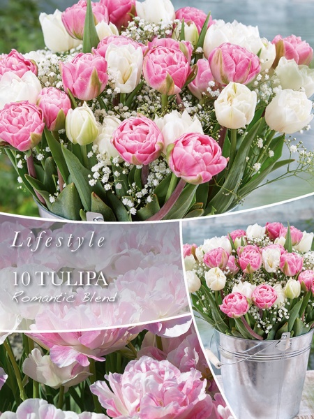 Tulpide segu Romantic Blend 10tk