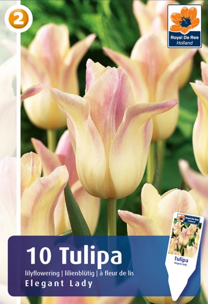 Tulp Elegant Lady 10tk