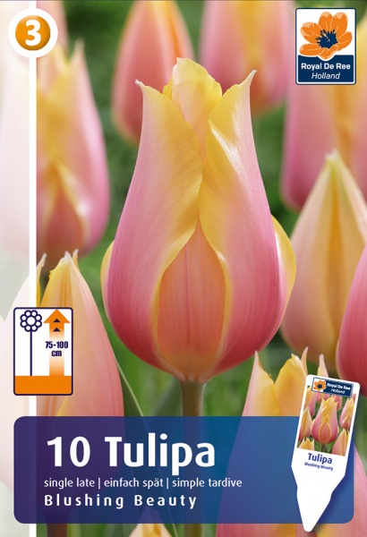 Tulp Blushing Beauty 10tk