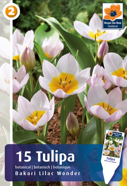 Tulp Lilac Wonder 15tk