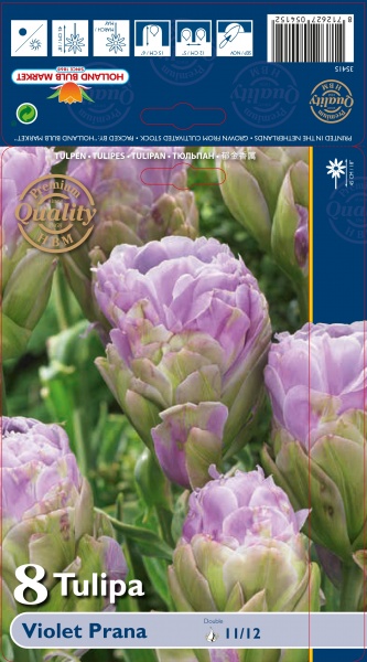 Tulp Violet Prana 8tk