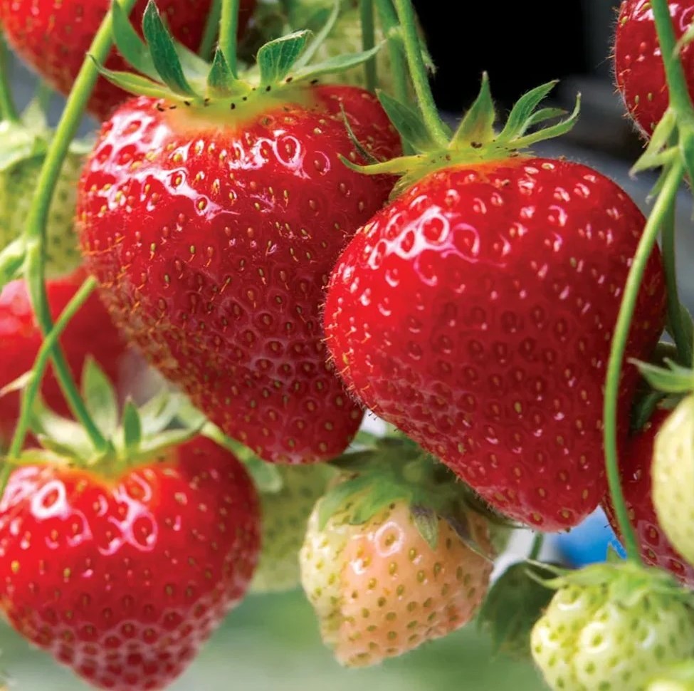 Aedmaasikas Favori frigotaim 10tk