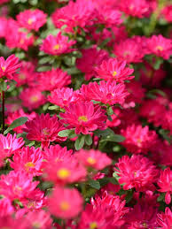 Aster Serenade deep rose 200 seemet
