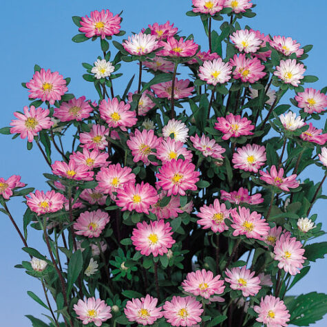 Aster Serenade rose tipped white 200 seemet